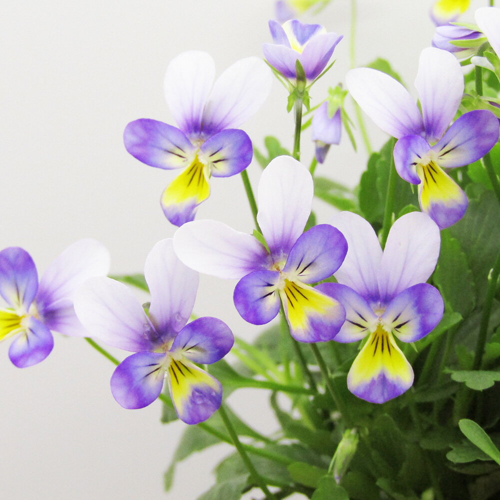 □ビオレッタ□　FLOWER HEARTSさんのビオラ　小輪ビオラ　ビオレッタ　ハーミット　10．5cmポット苗　色幅のある品種ですのサムネイル