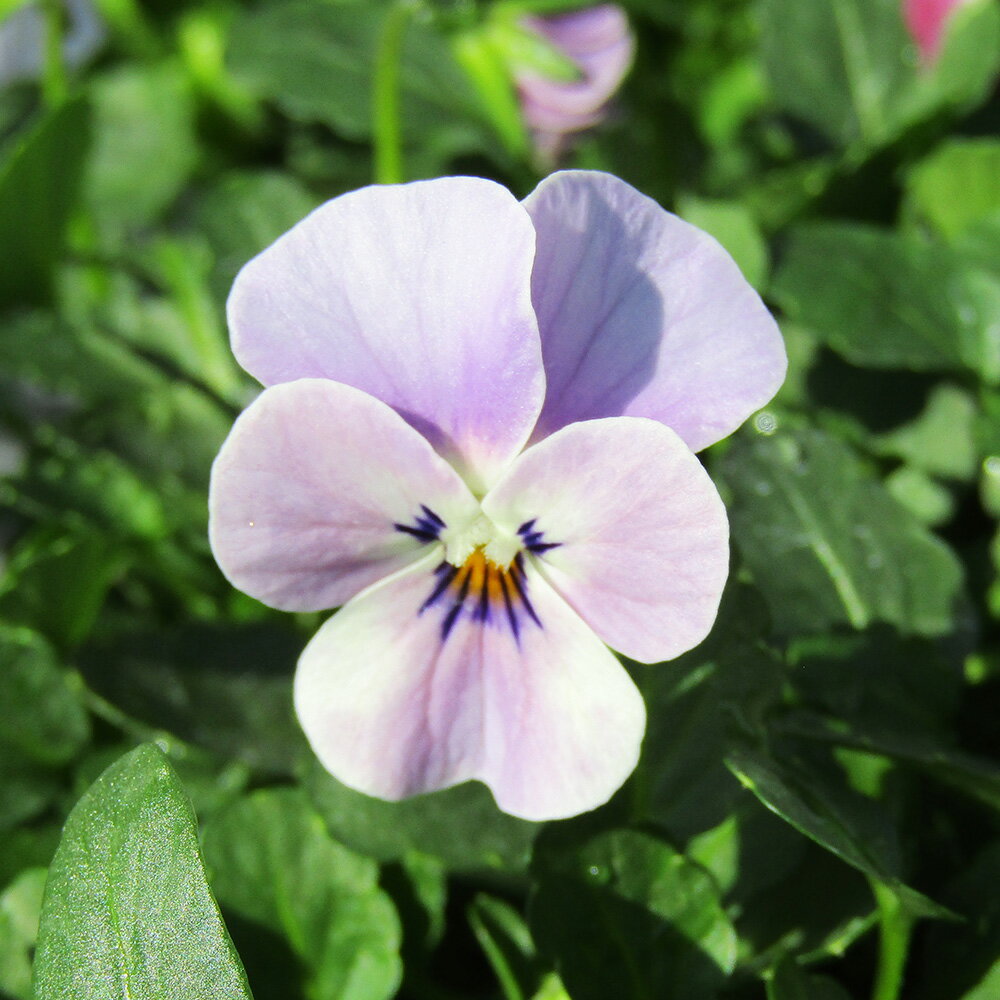 □ビオレッタ□　FLOWER HEARTSさんのビオラ　小輪ビオラ　ビオレッタ　ルーキーズ〈カラー16〉　10．5cmポット苗　色幅のある品種ですのサムネイル