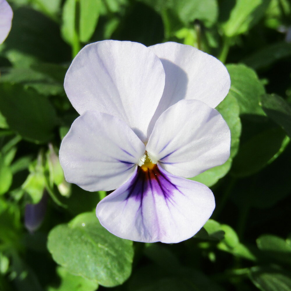 □ビオレッタ□　FLOWER HEARTSさんのビオラ　小輪ビオラ　ビオレッタ　ルーキーズ〈カラー17〉　10．5cmポット苗　色幅のある品種ですのサムネイル