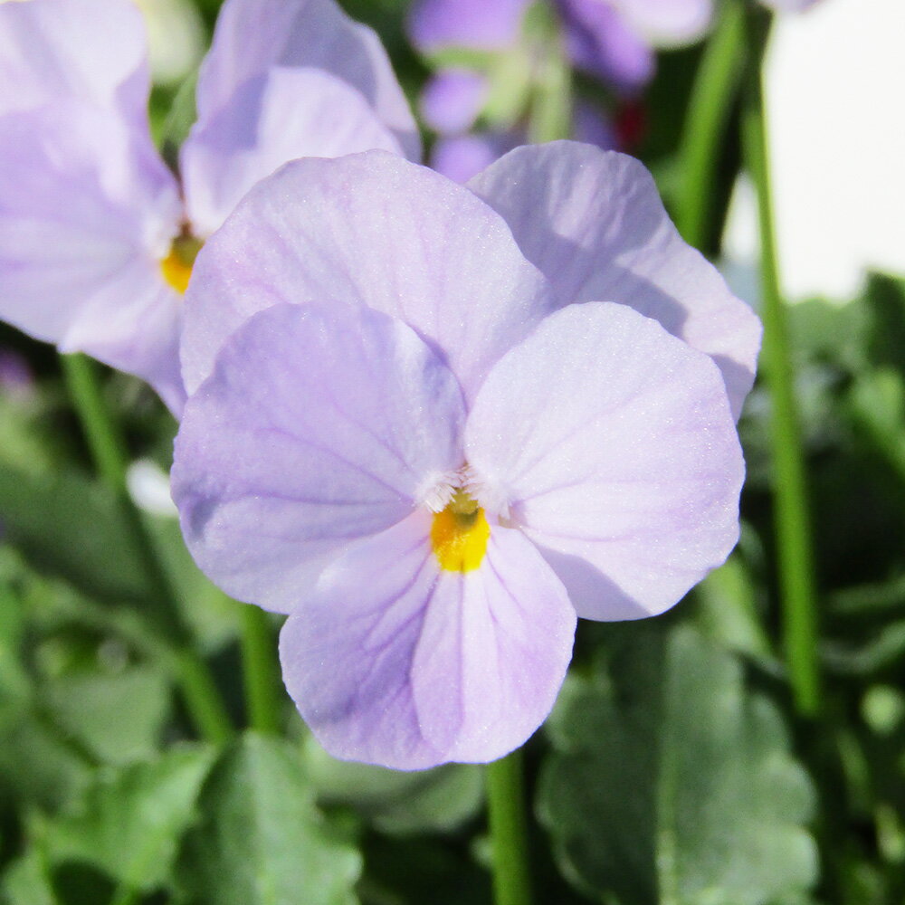 □ビオレッタ□　FLOWER HEARTSさんのビオラ　小輪ビオラ　ビオレッタ　ルーキーズ〈カラー23〉　10．5cmポット苗　色幅のある品種ですのサムネイル