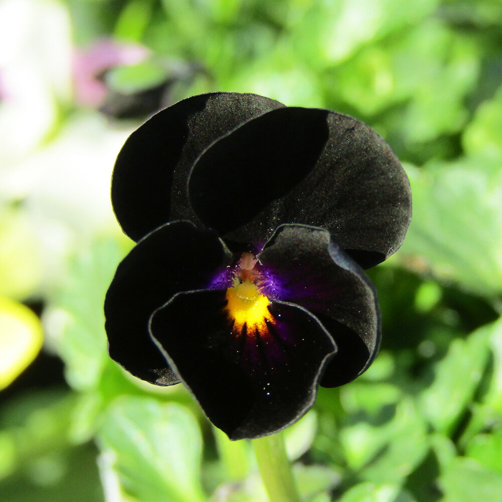 □ビオレッタ□　FLOWER HEARTSさんのビオラ　小輪ビオラ　ビオレッタ　ルーキーズ〈カラー25〉　10．5cmポット苗　色幅のある品種ですのサムネイル