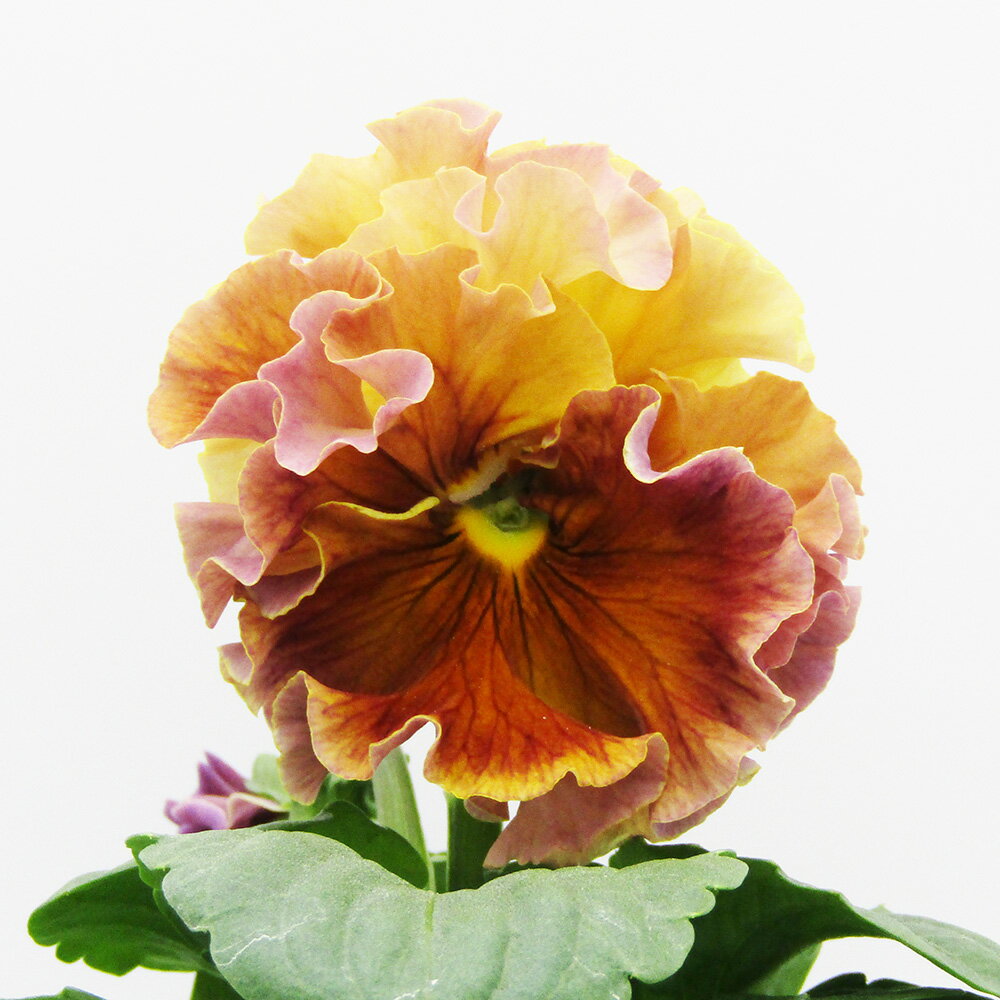 □ローブ・ドゥ・アントワネット ロココ□　現品販売　サトウ園芸さんのパンジー　ローブ・ドゥ・アントワネット ロココ　10．5cm硬質ポット苗　〈カラー1〉のサムネイル