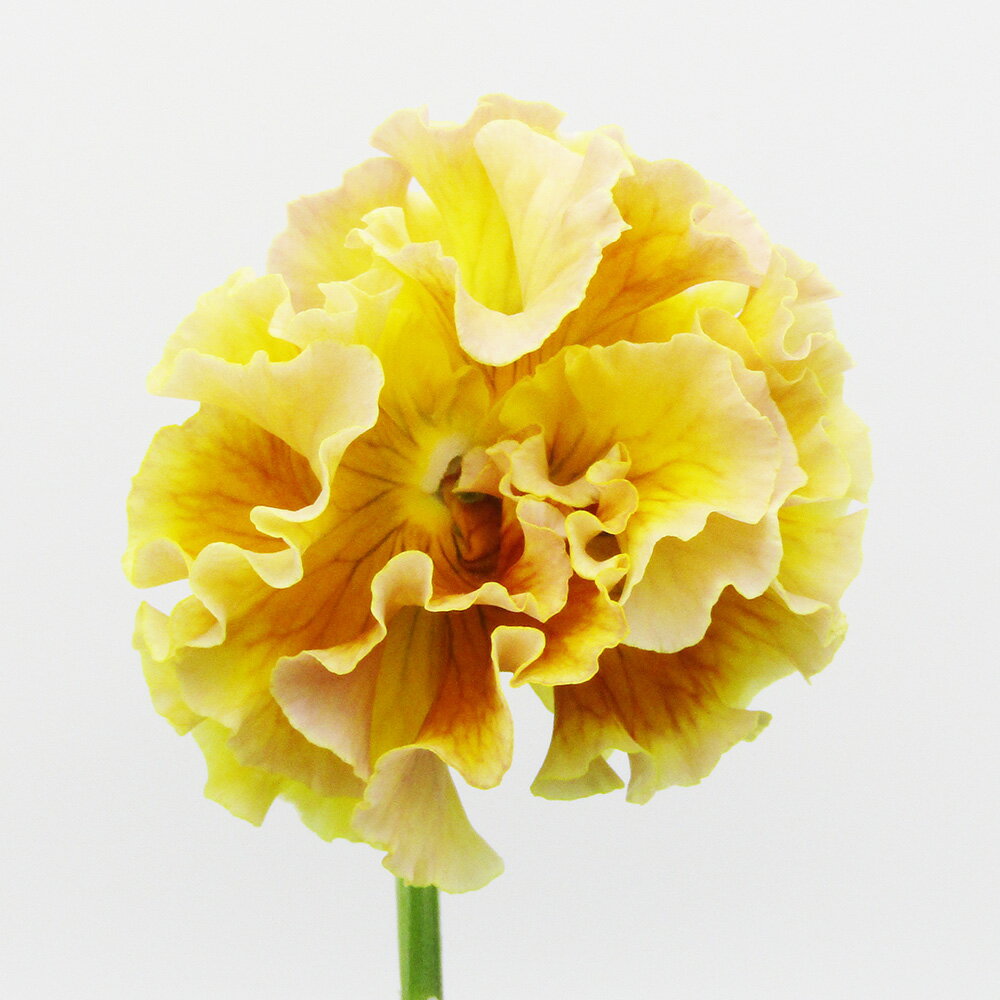 □ローブ・ドゥ・アントワネット ロココ□　現品販売　サトウ園芸さんのパンジー　ローブ・ドゥ・アントワネット ロココ　10．5cm硬質ポット苗　〈カラー2〉のサムネイル