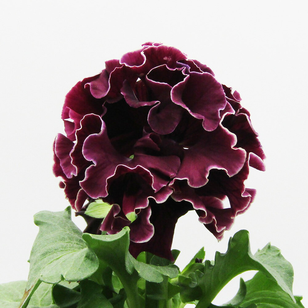 □ローブ・ドゥ・アントワネット ロココ□　現品販売　サトウ園芸さんのパンジー　ローブ・ドゥ・アントワネット ロココ　10．5cm硬質ポット苗　〈カラー3〉のサムネイル