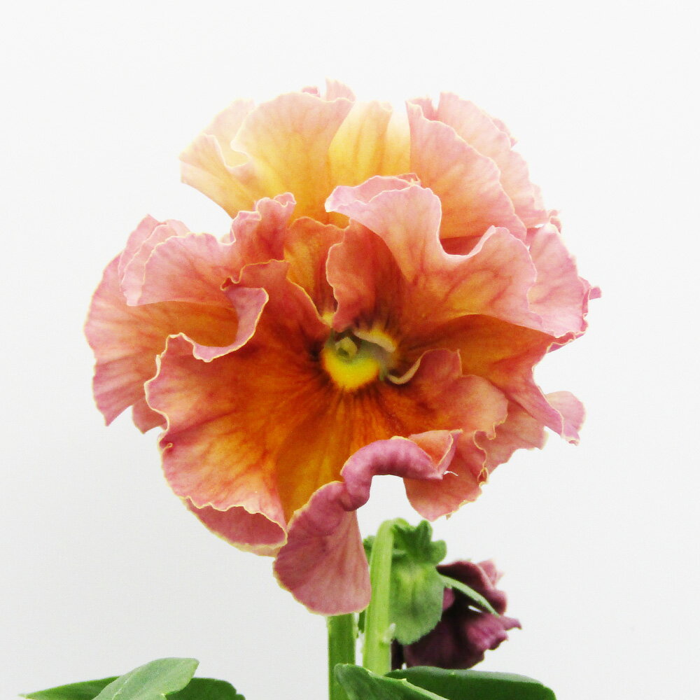 □ローブ・ドゥ・アントワネット ロココ□　現品販売　サトウ園芸さんのパンジー　ローブ・ドゥ・アントワネット ロココ　10．5cm硬質ポット苗　〈カラー6〉のサムネイル