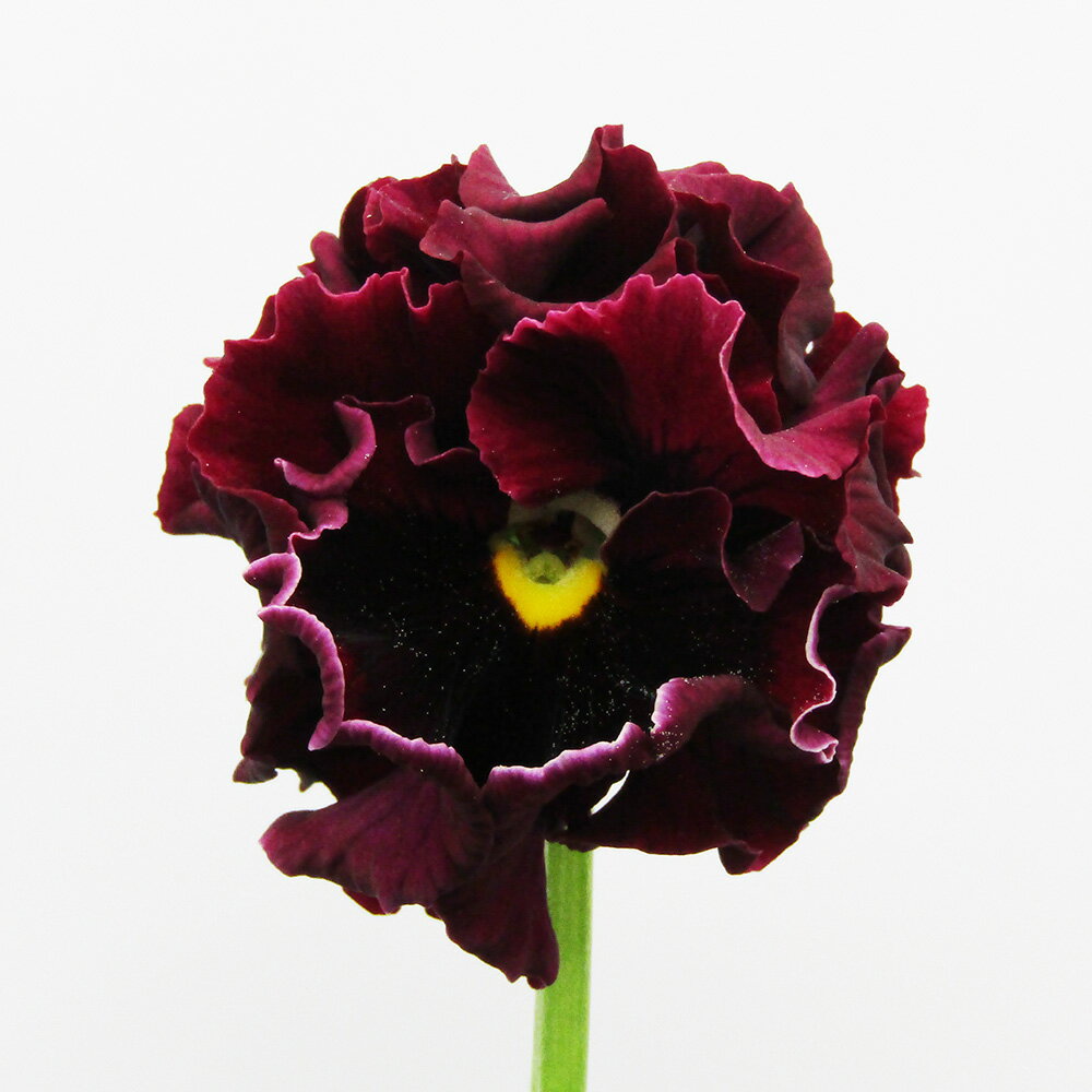 □ローブ・ドゥ・アントワネット ロココ□　現品販売　サトウ園芸さんのパンジー　ローブ・ドゥ・アントワネット ロココ　10．5cm硬質ポット苗　〈カラー12〉のサムネイル