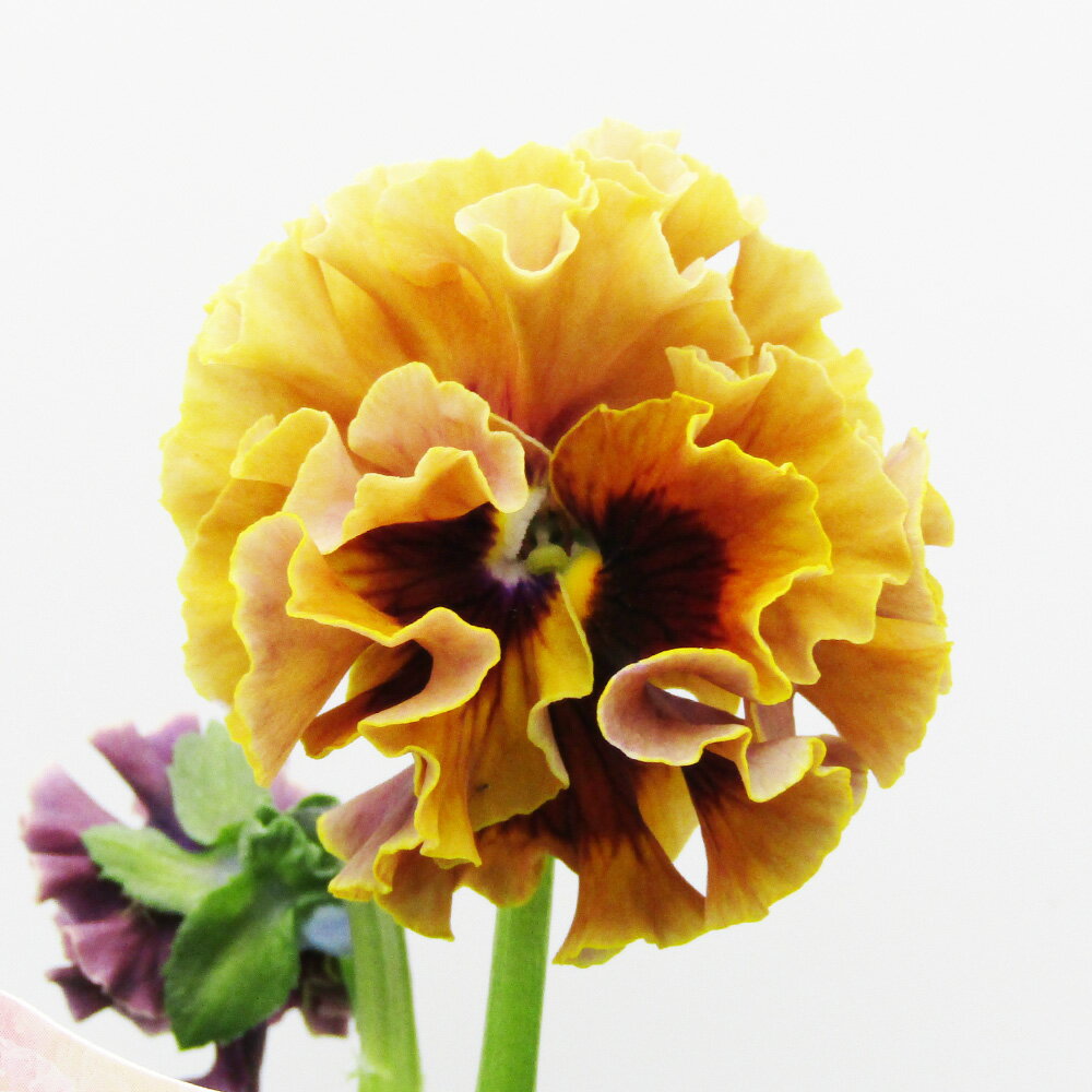 □ローブ・ドゥ・アントワネット ロココ□　現品販売　サトウ園芸さんのパンジー　ローブ・ドゥ・アントワネット ロココ　10．5cm硬質ポット苗　〈カラー15〉のサムネイル