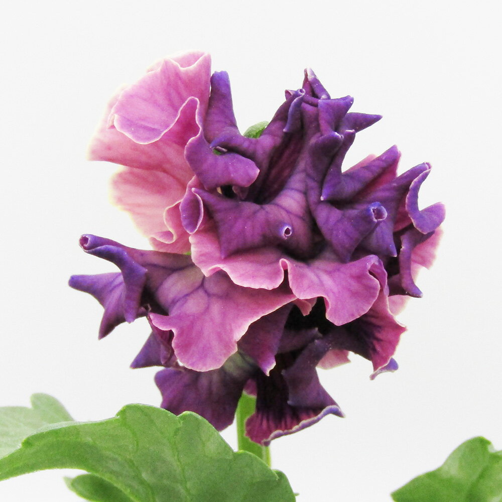 □ローブ・ドゥ・アントワネット ロココ□　現品販売　サトウ園芸さんのパンジー　ローブ・ドゥ・アントワネット ロココ　10．5cm硬質ポット苗　〈カラー17〉のサムネイル