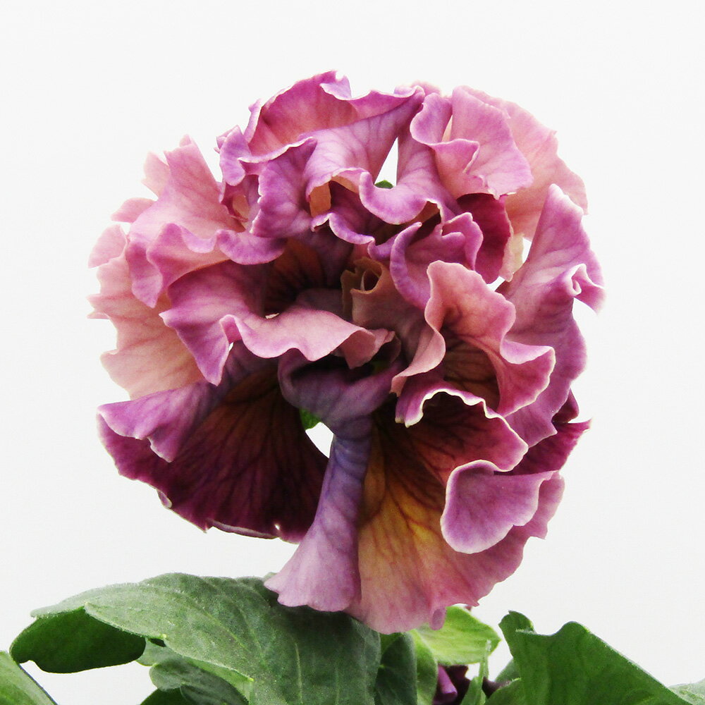 □ローブ・ドゥ・アントワネット ロココ□　現品販売　サトウ園芸さんのパンジー　ローブ・ドゥ・アントワネット ロココ　10．5cm硬質ポット苗　〈カラー18〉のサムネイル