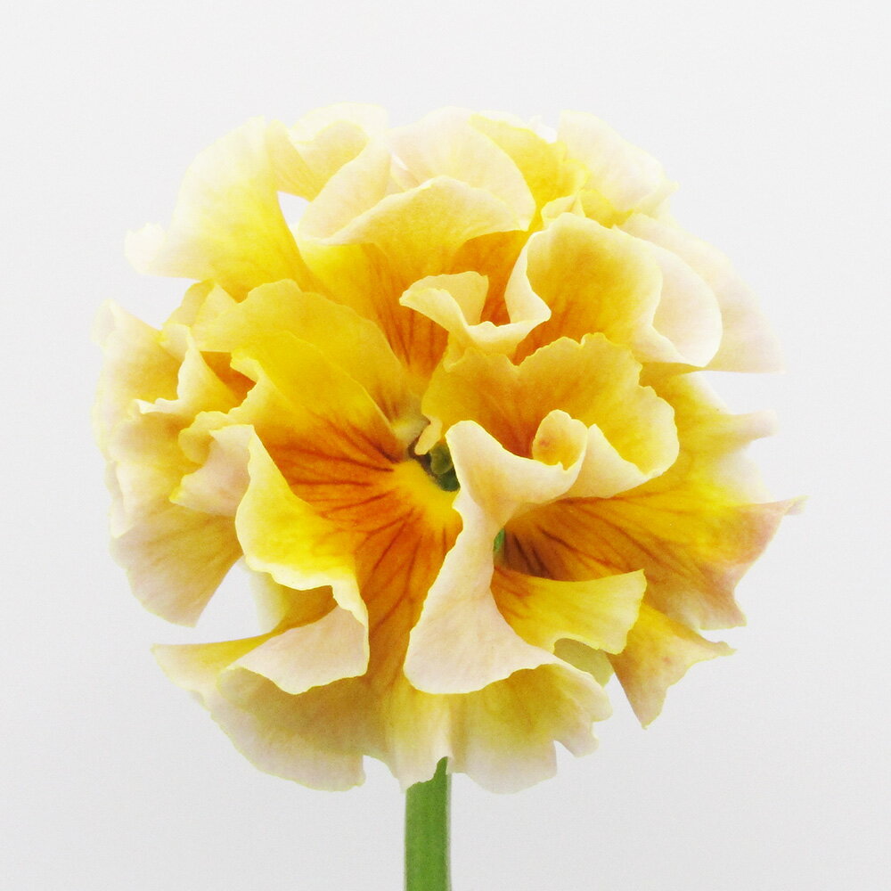 □ローブ・ドゥ・アントワネット ロココ□　現品販売　サトウ園芸さんのパンジー　ローブ・ドゥ・アントワネット ロココ　10．5cm硬質ポット苗　〈カラー19〉のサムネイル