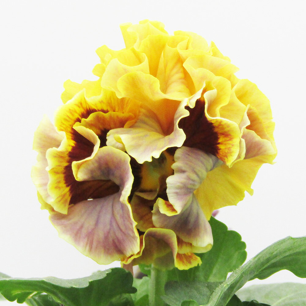 □ローブ・ドゥ・アントワネット ロココ□　現品販売　サトウ園芸さんのパンジー　ローブ・ドゥ・アントワネット ロココ　10．5cm硬質ポット苗　〈カラー21〉のサムネイル