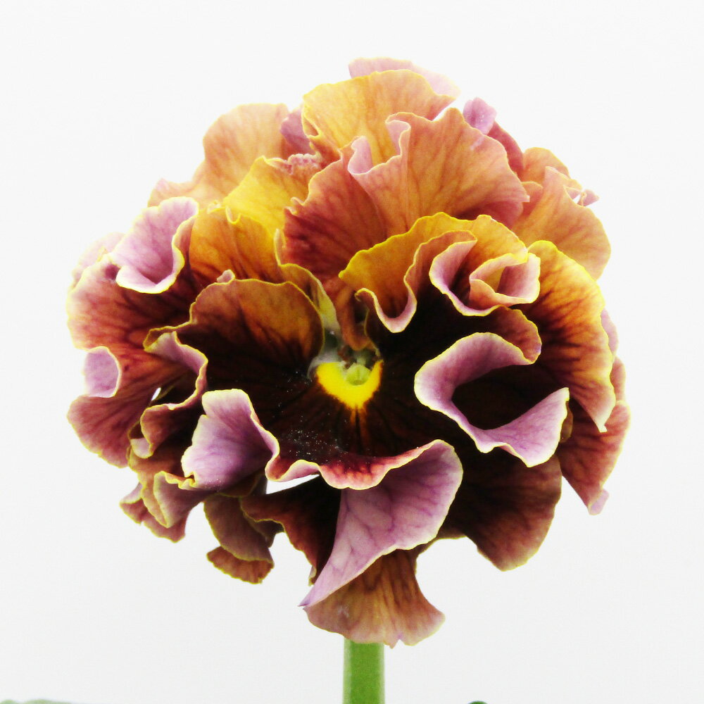 □ローブ・ドゥ・アントワネット ロココ□　現品販売　サトウ園芸さんのパンジー　ローブ・ドゥ・アントワネット ロココ　10．5cm硬質ポット苗　〈カラー23〉のサムネイル