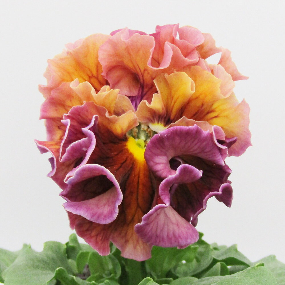 □ローブ・ドゥ・アントワネット ロココ□　現品販売　サトウ園芸さんのパンジー　ローブ・ドゥ・アントワネット ロココ　10．5cm硬質ポット苗　〈カラー28〉のサムネイル