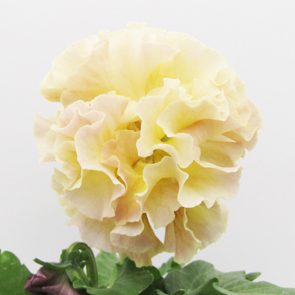 □ローブ・ドゥ・アントワネット ロココ□　現品販売　サトウ園芸さんのパンジー　ローブ・ドゥ・アントワネット ロココ　10．5cm硬質ポット苗　〈カラー34〉のサムネイル