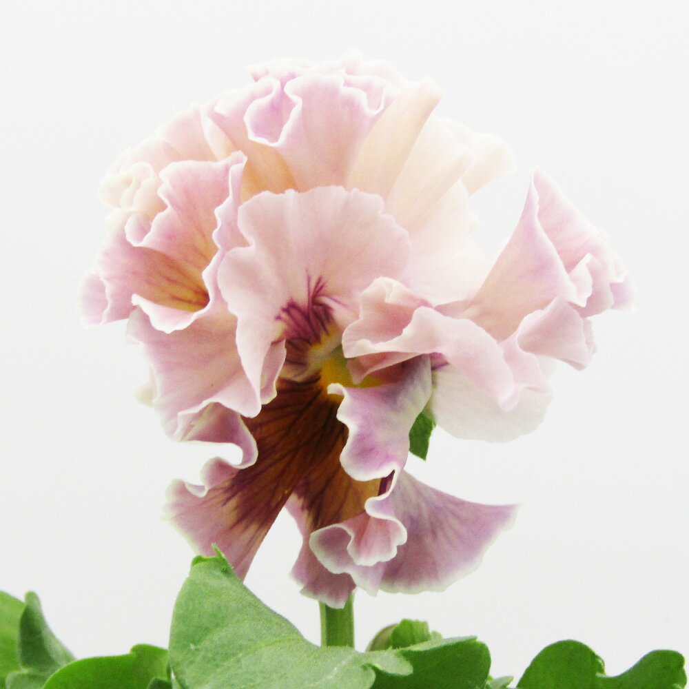 □ローブ・ドゥ・アントワネット ロココ□　現品販売　サトウ園芸さんのパンジー　ローブ・ドゥ・アントワネット ロココ　10．5cm硬質ポット苗　〈カラー36〉のサムネイル