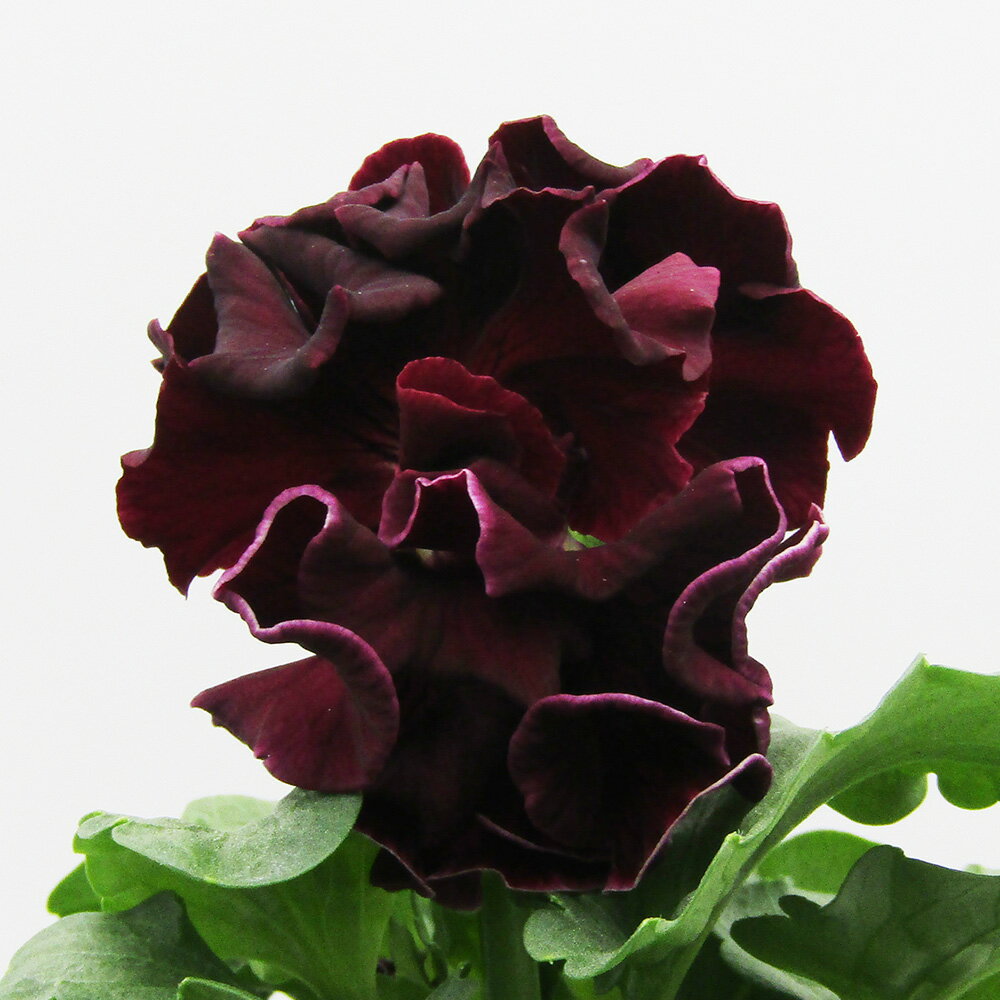 □ローブ・ドゥ・アントワネット ロココ□　現品販売　サトウ園芸さんのパンジー　ローブ・ドゥ・アントワネット ロココ　10．5cm硬質ポット苗　〈カラー37〉のサムネイル