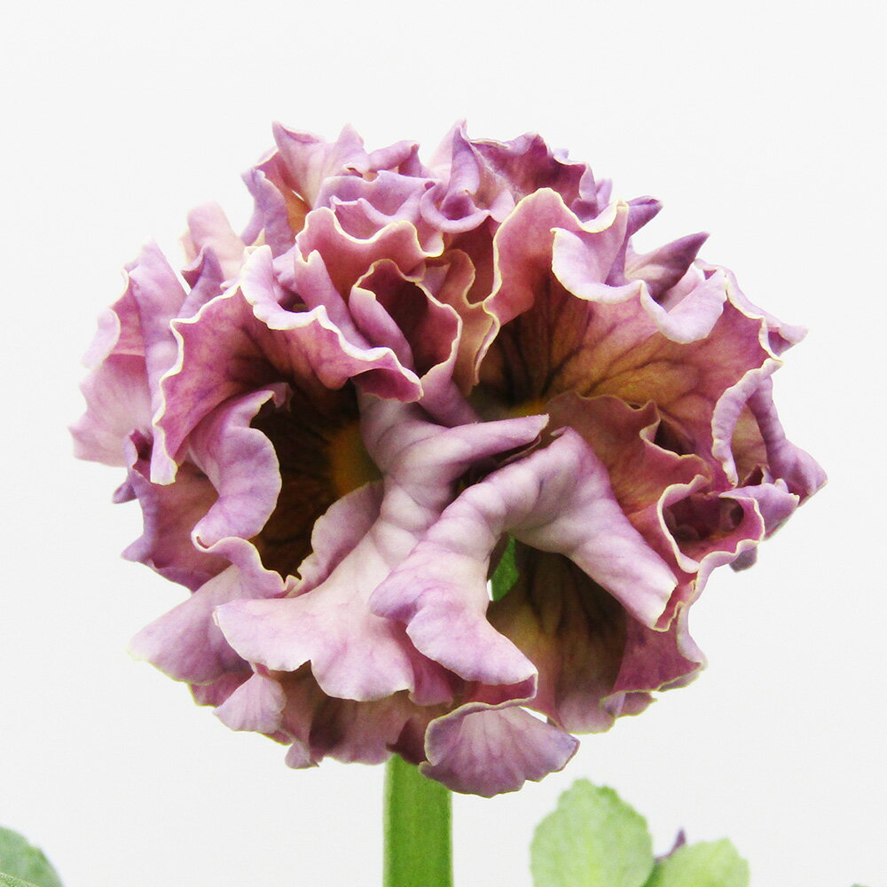 □ローブ・ドゥ・アントワネット ロココ□　現品販売　サトウ園芸さんのパンジー　ローブ・ドゥ・アントワネット ロココ　10．5cm硬質ポット苗　〈カラー40〉のサムネイル