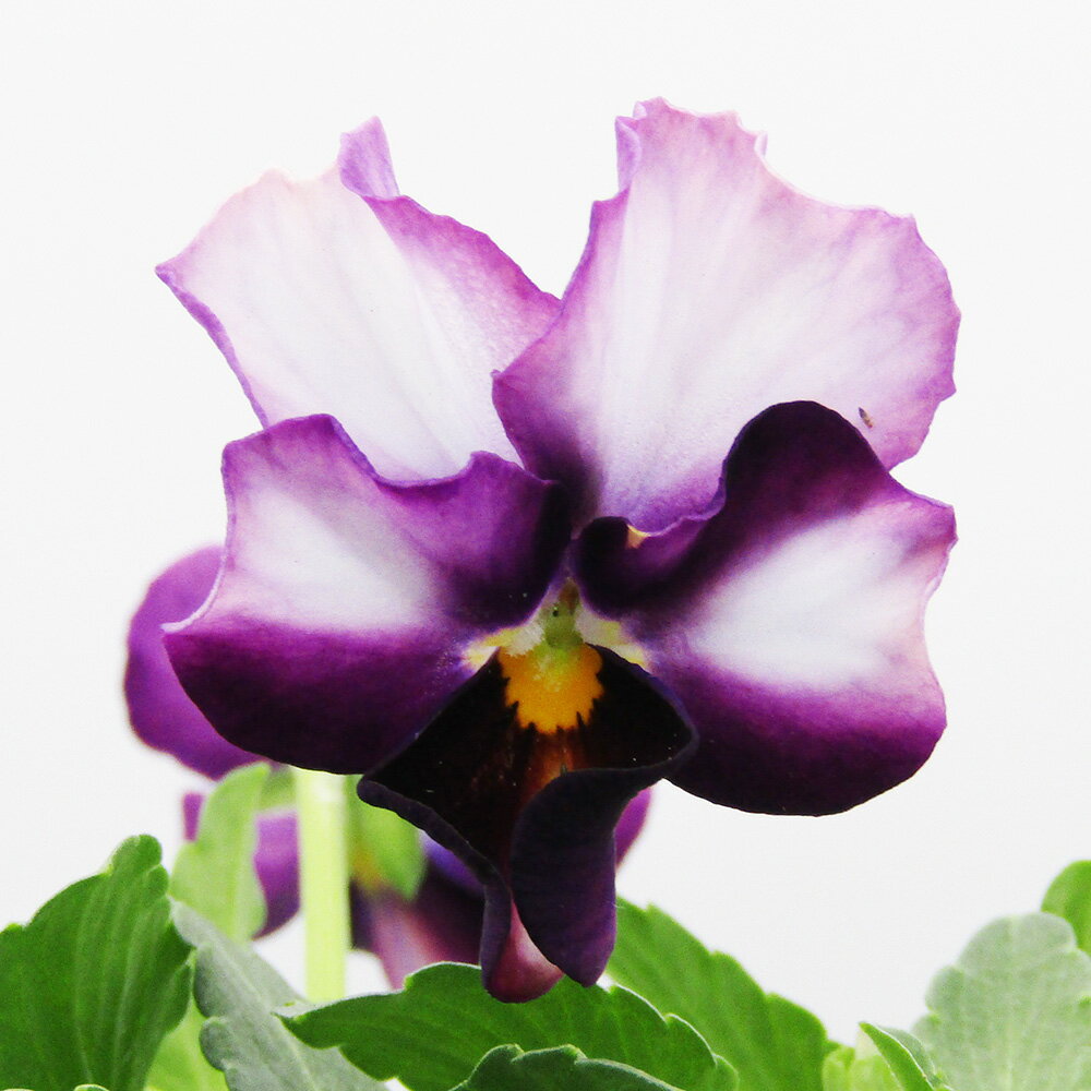 □ヌーヴェルヴァーグ□　現品販売　サトウ園芸さんのビオラ　ヌーヴェルヴァーグ　10．5cm硬質ポット苗　〈カラー3〉のサムネイル