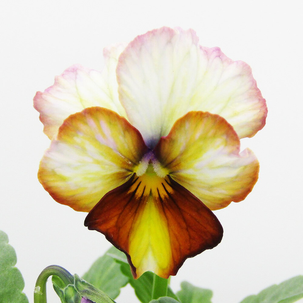 □ヌーヴェルヴァーグ□　現品販売　サトウ園芸さんのビオラ　ヌーヴェルヴァーグ　10．5cm硬質ポット苗　〈カラー4〉のサムネイル