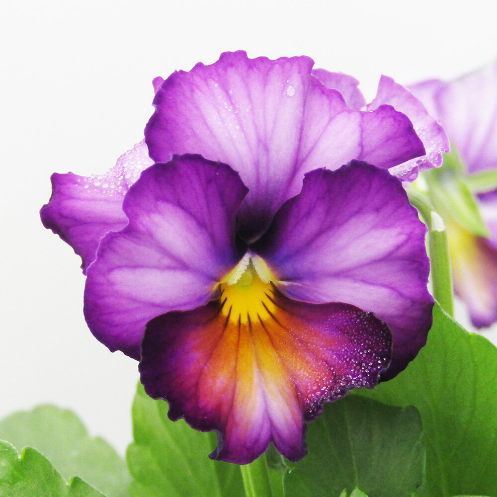 □ヌーヴェルヴァーグ□　現品販売　サトウ園芸さんのビオラ　ヌーヴェルヴァーグ　10．5cm硬質ポット苗　〈カラー5〉のサムネイル