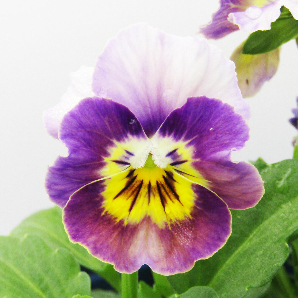 □ヌーヴェルヴァーグ□　現品販売　サトウ園芸さんのビオラ　ヌーヴェルヴァーグ　10．5cm硬質ポット苗　〈カラー8〉のサムネイル