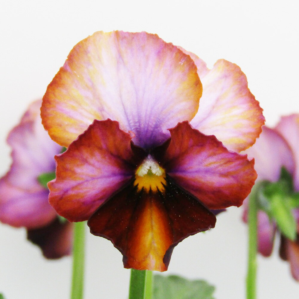 □ヌーヴェルヴァーグ□　現品販売　サトウ園芸さんのビオラ　ヌーヴェルヴァーグ　10．5cm硬質ポット苗　〈カラー11〉のサムネイル