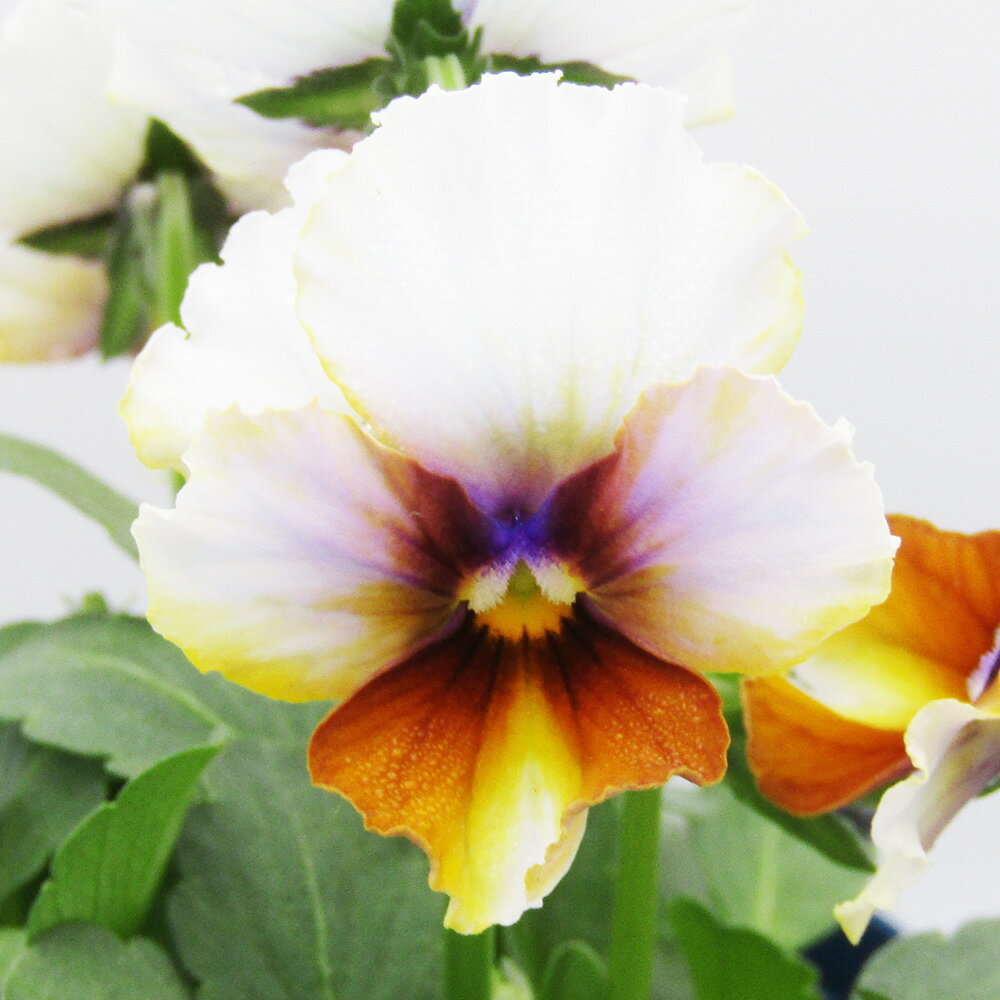 □ヌーヴェルヴァーグ□　現品販売　サトウ園芸さんのビオラ　ヌーヴェルヴァーグ　10．5cm硬質ポット苗　〈カラー12〉のサムネイル