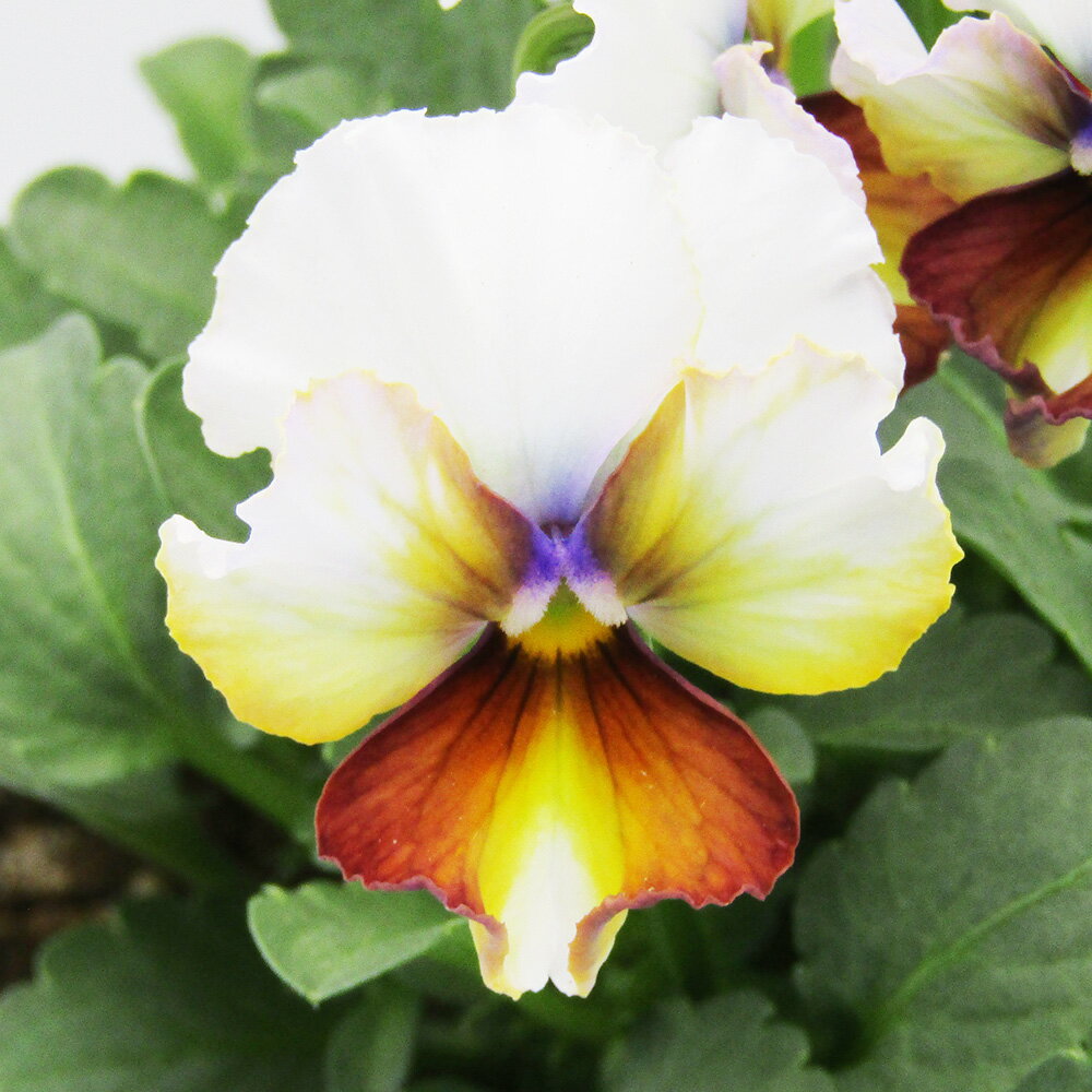 □ヌーヴェルヴァーグ□　現品販売　サトウ園芸さんのビオラ　ヌーヴェルヴァーグ　10．5cm硬質ポット苗　〈カラー13〉のサムネイル