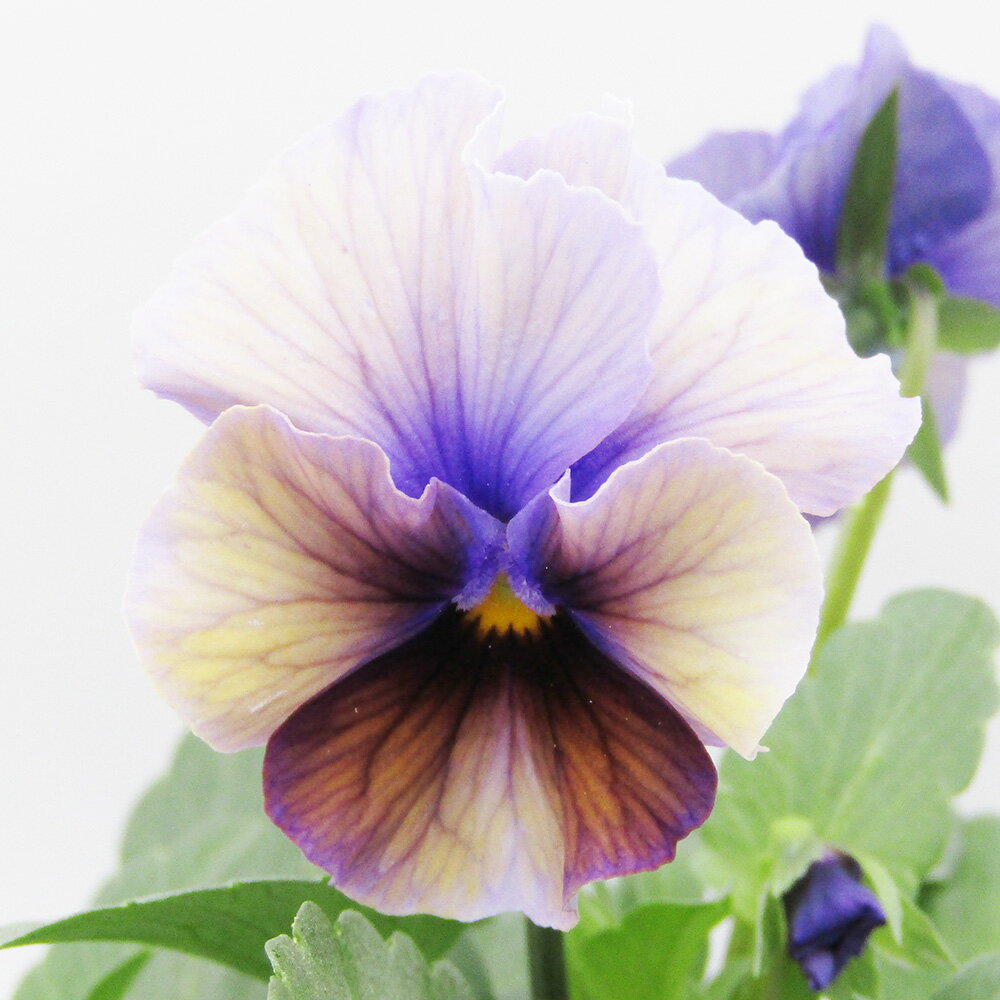 □ヌーヴェルヴァーグ□　現品販売　サトウ園芸さんのビオラ　ヌーヴェルヴァーグ　10．5cm硬質ポット苗　〈カラー16〉のサムネイル