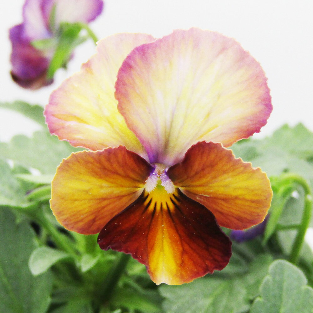 □ヌーヴェルヴァーグ□　現品販売　サトウ園芸さんのビオラ　ヌーヴェルヴァーグ　10．5cm硬質ポット苗　〈カラー17〉のサムネイル