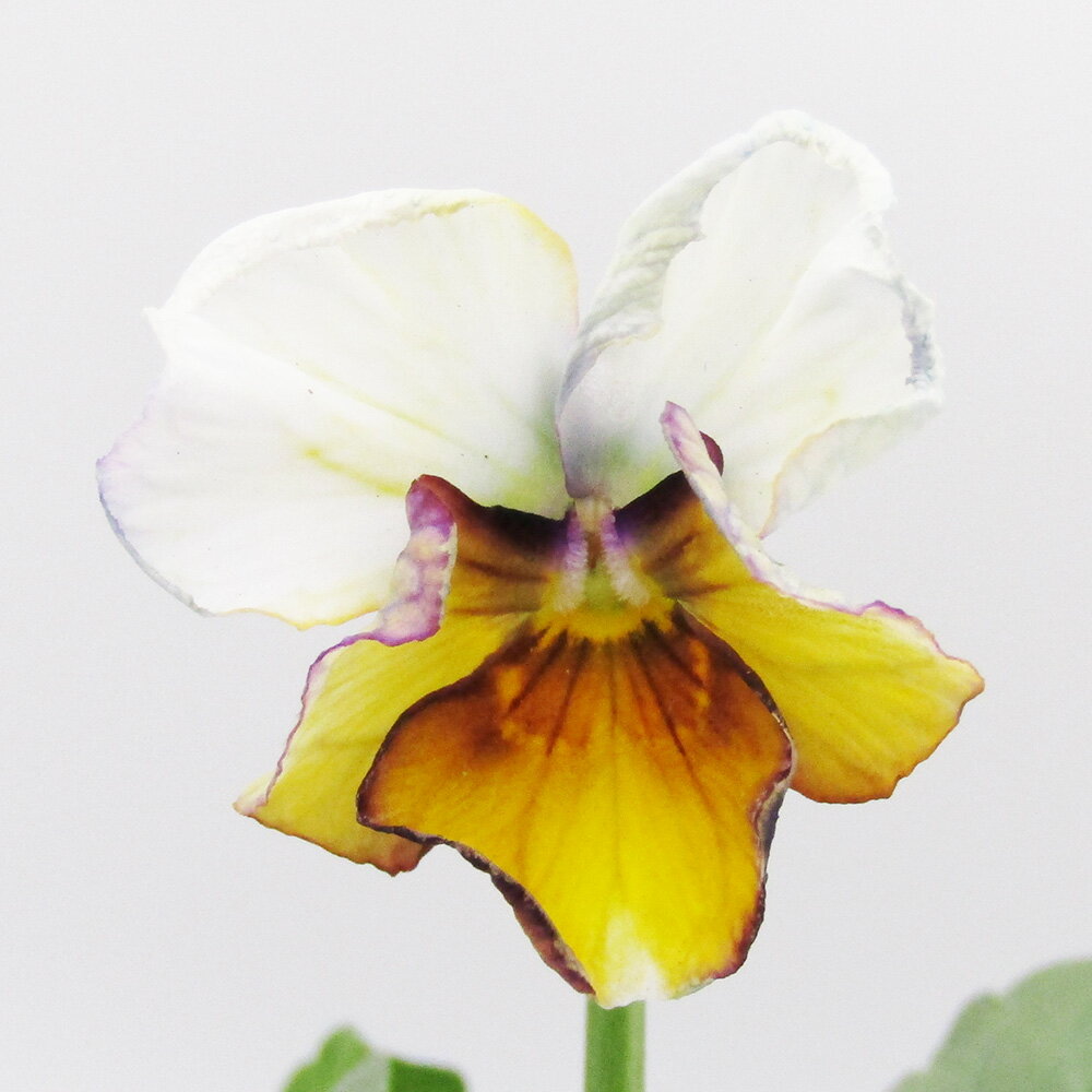 □ヌーヴェルヴァーグ□　現品販売　サトウ園芸さんのビオラ　ヌーヴェルヴァーグ　10．5cm硬質ポット苗　〈カラー19〉のサムネイル