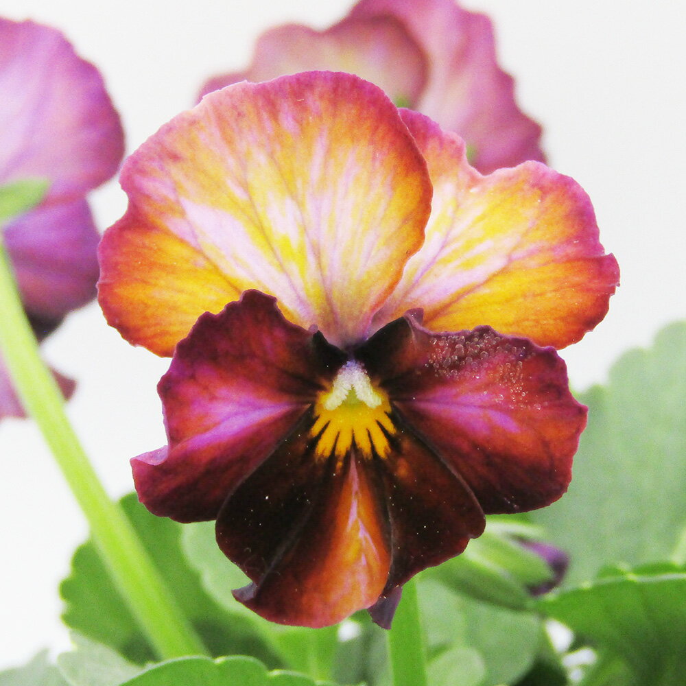 □ヌーヴェルヴァーグ□　現品販売　サトウ園芸さんのビオラ　ヌーヴェルヴァーグ　10．5cm硬質ポット苗　〈カラー20〉のサムネイル