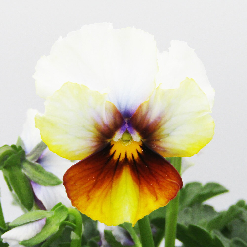 □ヌーヴェルヴァーグ□　現品販売　サトウ園芸さんのビオラ　ヌーヴェルヴァーグ　10．5cm硬質ポット苗　〈カラー24〉のサムネイル