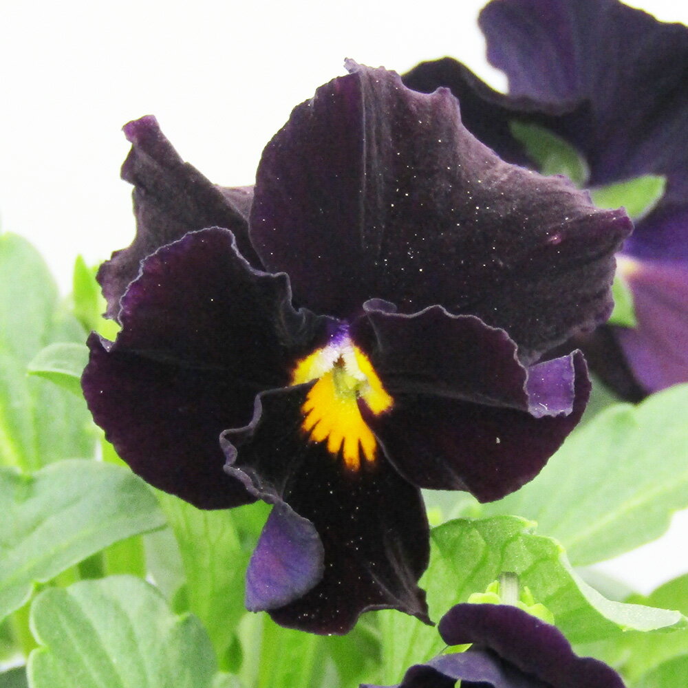 □ヌーヴェルヴァーグ□　現品販売　サトウ園芸さんのビオラ　ヌーヴェルヴァーグ　10．5cm硬質ポット苗　〈カラー34〉のサムネイル