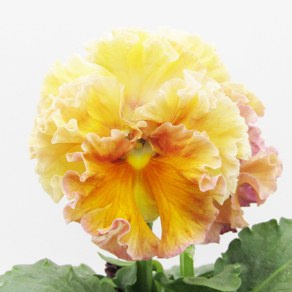 □ローブ・ドゥ・アントワネット□　現品販売　サトウ園芸さんのパンジー　ローブ・ドゥ・アントワネット　10．5cm硬質ポット苗　〈カラー3〉のサムネイル