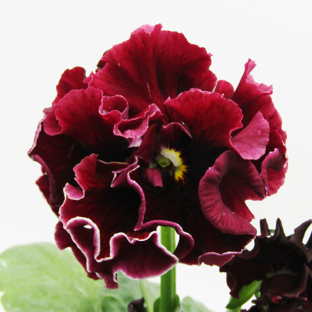 □ローブ・ドゥ・アントワネット□　現品販売　サトウ園芸さんのパンジー　ローブ・ドゥ・アントワネット　10．5cm硬質ポット苗　〈カラー4〉のサムネイル