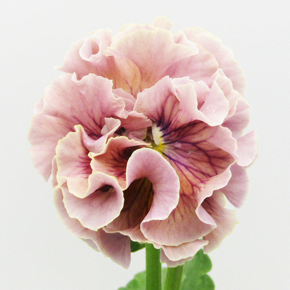 □ローブ・ドゥ・アントワネット□　現品販売　サトウ園芸さんのパンジー　ローブ・ドゥ・アントワネット　10．5cm硬質ポット苗　〈カラー6〉のサムネイル