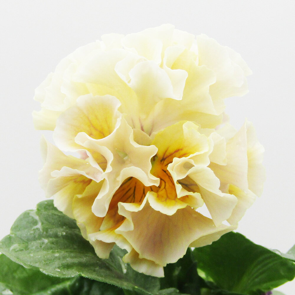 □ローブ・ドゥ・アントワネット□　現品販売　サトウ園芸さんのパンジー　ローブ・ドゥ・アントワネット　10．5cm硬質ポット苗　〈カラー8〉のサムネイル