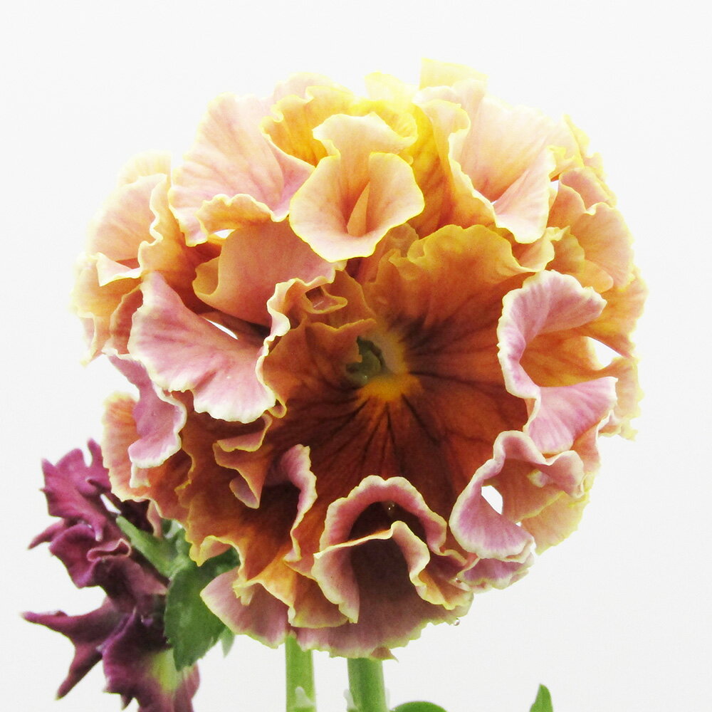 □ローブ・ドゥ・アントワネット□　現品販売　サトウ園芸さんのパンジー　ローブ・ドゥ・アントワネット　10．5cm硬質ポット苗　〈カラー9〉のサムネイル