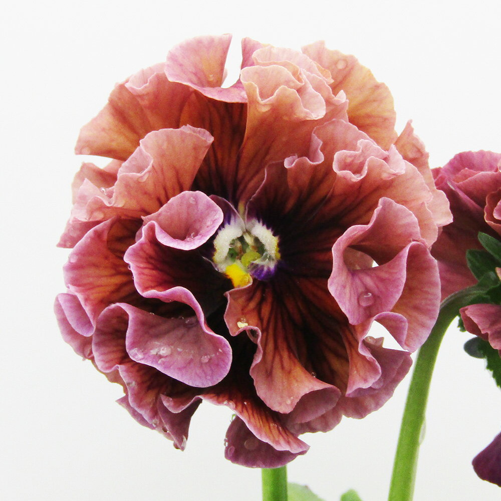 □ローブ・ドゥ・アントワネット□　現品販売　サトウ園芸さんのパンジー　ローブ・ドゥ・アントワネット　10．5cm硬質ポット苗　〈カラー10〉のサムネイル