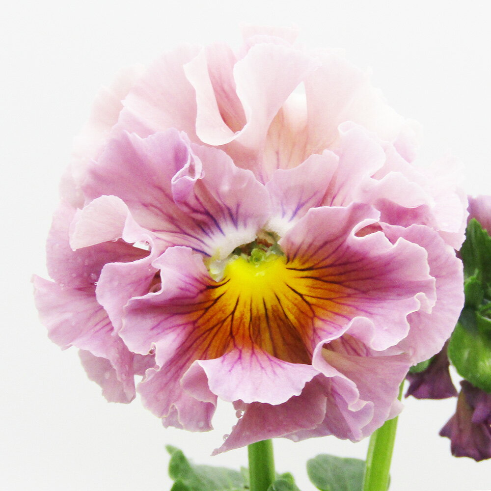 □ローブ・ドゥ・アントワネット□　現品販売　サトウ園芸さんのパンジー　ローブ・ドゥ・アントワネット　10．5cm硬質ポット苗　〈カラー11〉のサムネイル