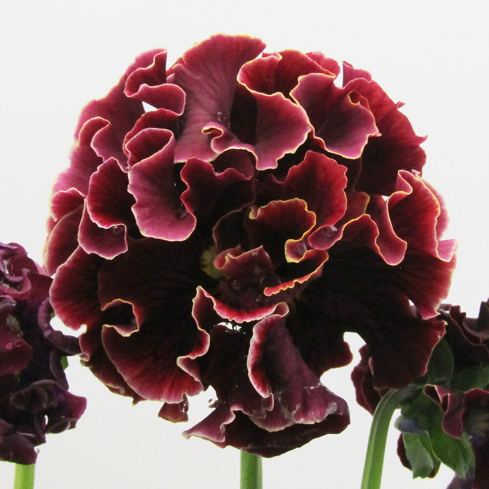 □ローブ・ドゥ・アントワネット□　現品販売　サトウ園芸さんのパンジー　ローブ・ドゥ・アントワネット　10．5cm硬質ポット苗　〈カラー15〉のサムネイル