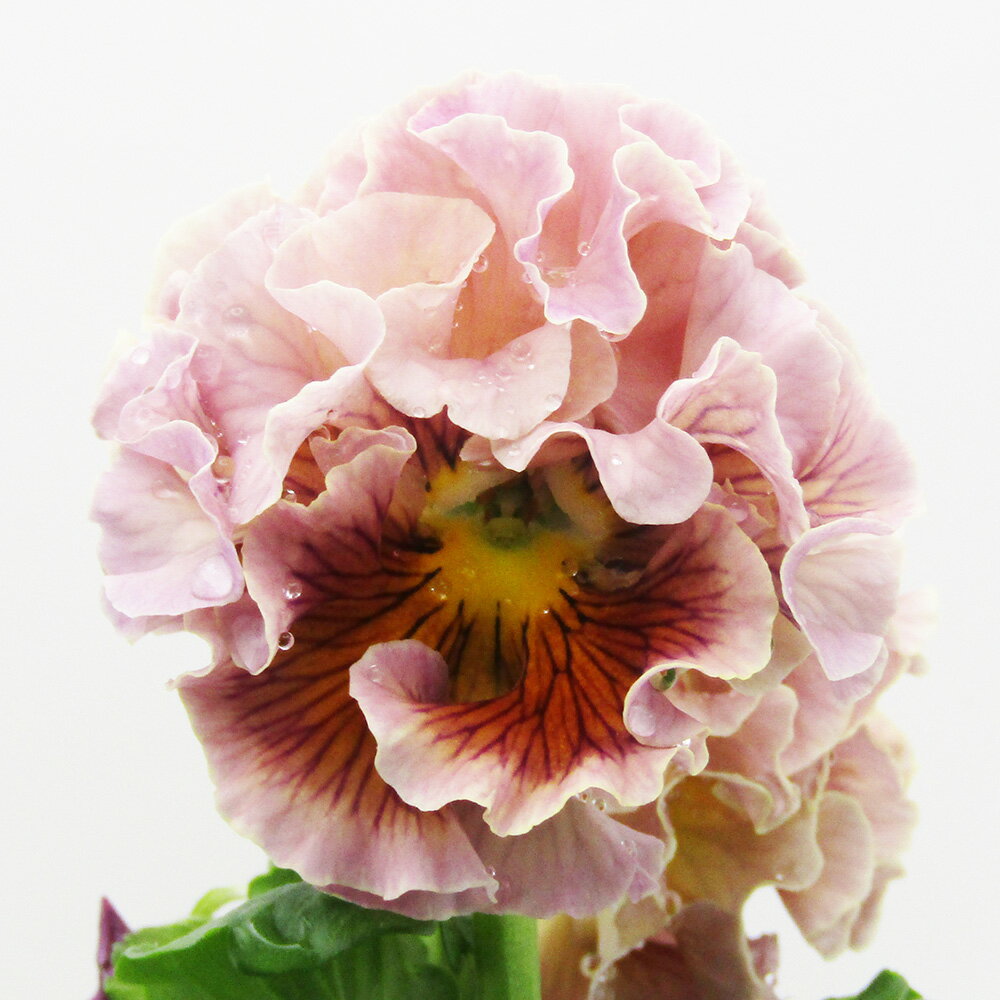 □ローブ・ドゥ・アントワネット□　現品販売　サトウ園芸さんのパンジー　ローブ・ドゥ・アントワネット　10．5cm硬質ポット苗　〈カラー19〉のサムネイル