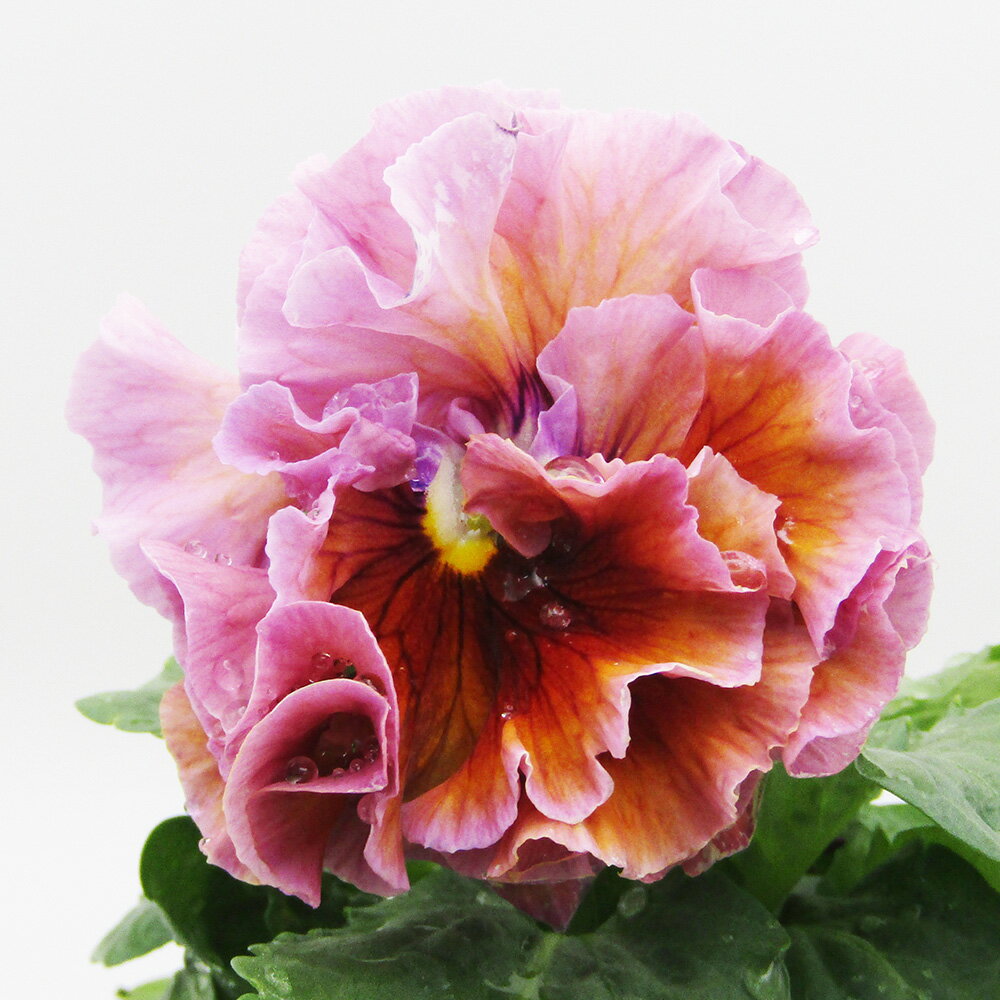 □ローブ・ドゥ・アントワネット□　現品販売　サトウ園芸さんのパンジー　ローブ・ドゥ・アントワネット　10．5cm硬質ポット苗　〈カラー22〉のサムネイル