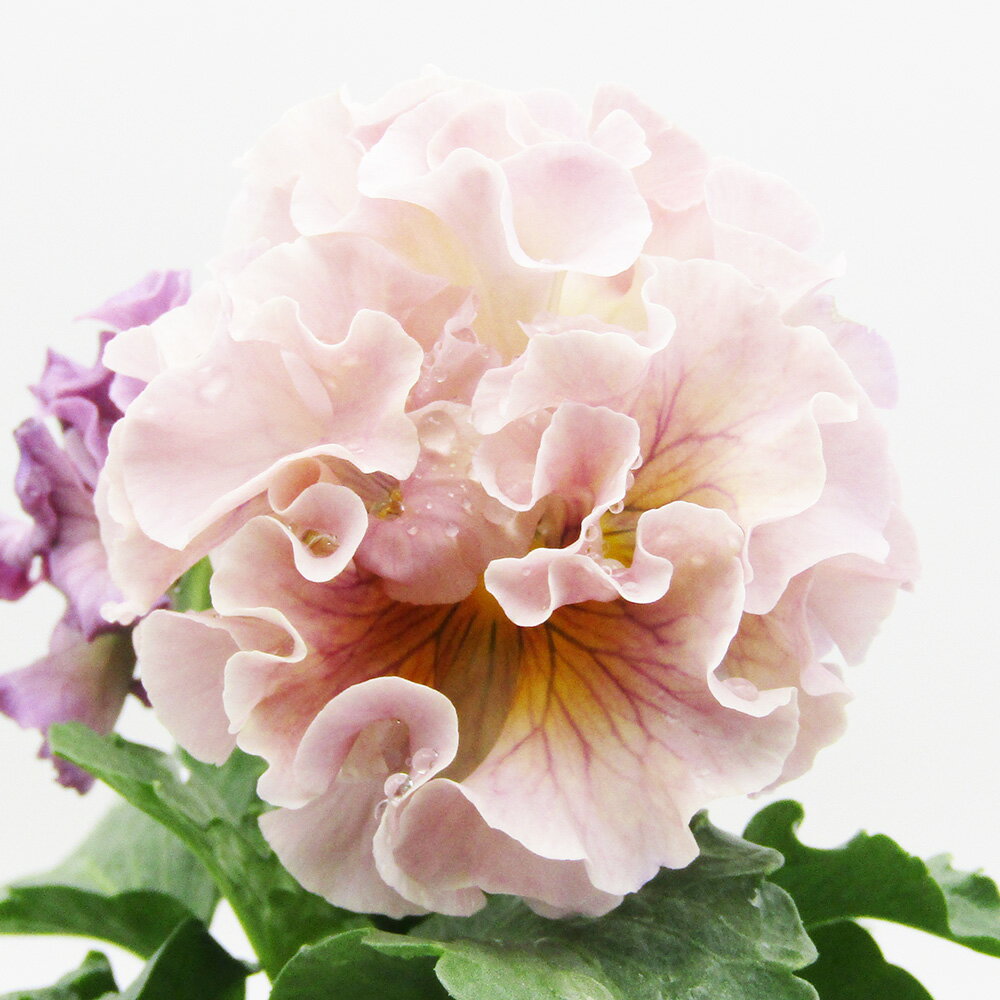 □ローブ・ドゥ・アントワネット□　現品販売　サトウ園芸さんのパンジー　ローブ・ドゥ・アントワネット　10．5cm硬質ポット苗　〈カラー23〉のサムネイル