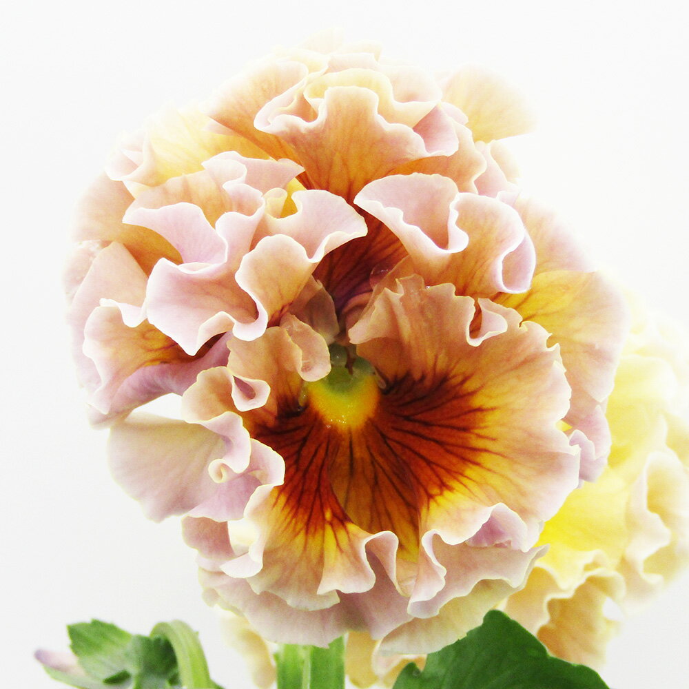 □ローブ・ドゥ・アントワネット□　現品販売　サトウ園芸さんのパンジー　ローブ・ドゥ・アントワネット　10．5cm硬質ポット苗　〈カラー27〉のサムネイル