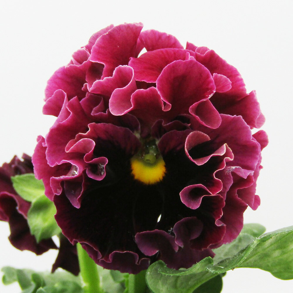 □ローブ・ドゥ・アントワネット□　現品販売　サトウ園芸さんのパンジー　ローブ・ドゥ・アントワネット　10．5cm硬質ポット苗　〈カラー30〉のサムネイル