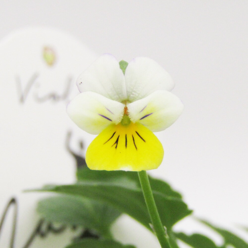 □宇宙一小さなビオラ□　現品販売　極小輪ビオラ　nano（ナノ）　キリグチ育種×クレマファクトリー岡本..