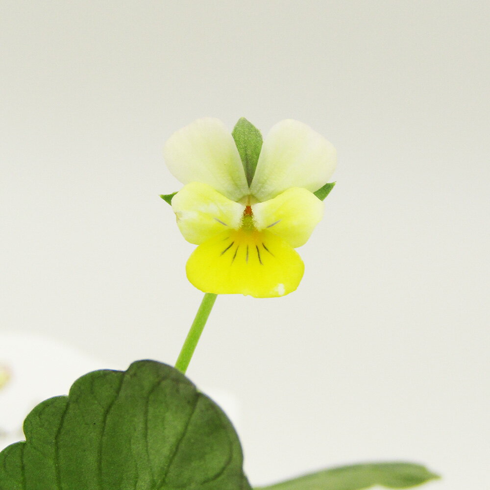 □宇宙一小さなビオラ□　現品販売　極小輪ビオラ　nano（ナノ）　キリグチ育種×クレマファクトリー岡本..