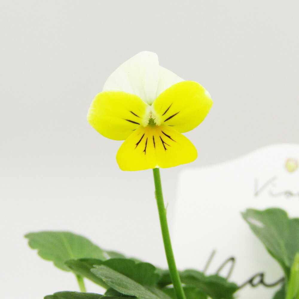 □宇宙一小さなビオラ□　現品販売　極小輪ビオラ　nano（ナノ）　キリグチ育種×クレマファクトリー岡本..